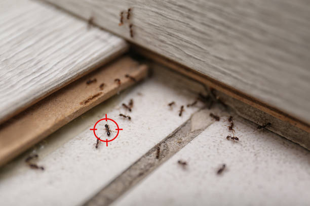 Best Bed Bug Extermination  in Buhler, KS