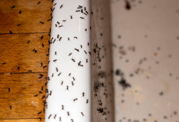 Best Cockroach Control Services  in Buhler, KS
