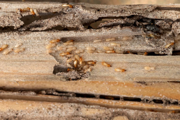 Best Pest Control for Restaurants  in Buhler, KS